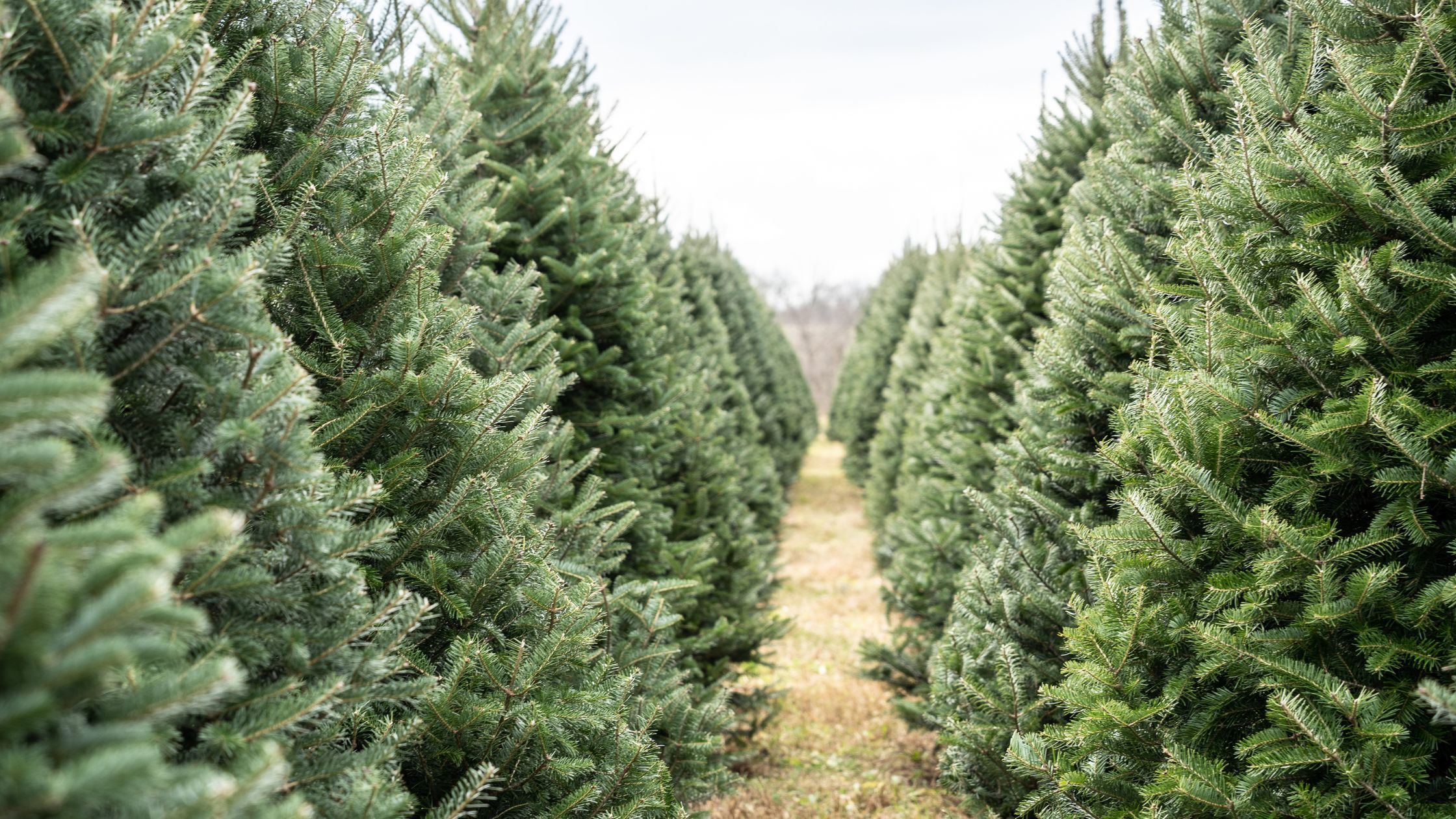 Original image showing dense rows of Christmas trees with a narrow grass pathway between them, highlighting the tight row spacing often found on Christmas tree farms.