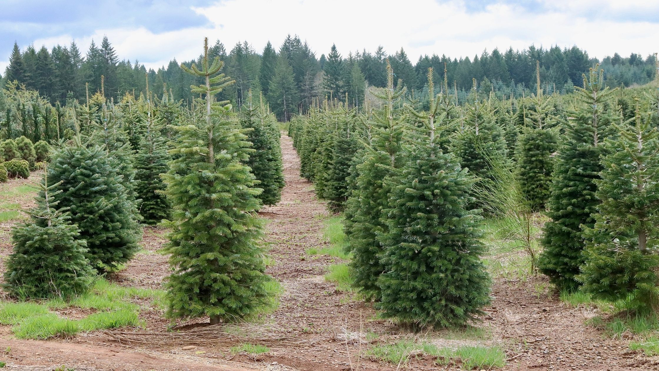 Original image of a Christmas tree farm with rows of evergreen trees and narrow spaces between planting rows, showing the type of land that may need regular mowing and row maintenance.