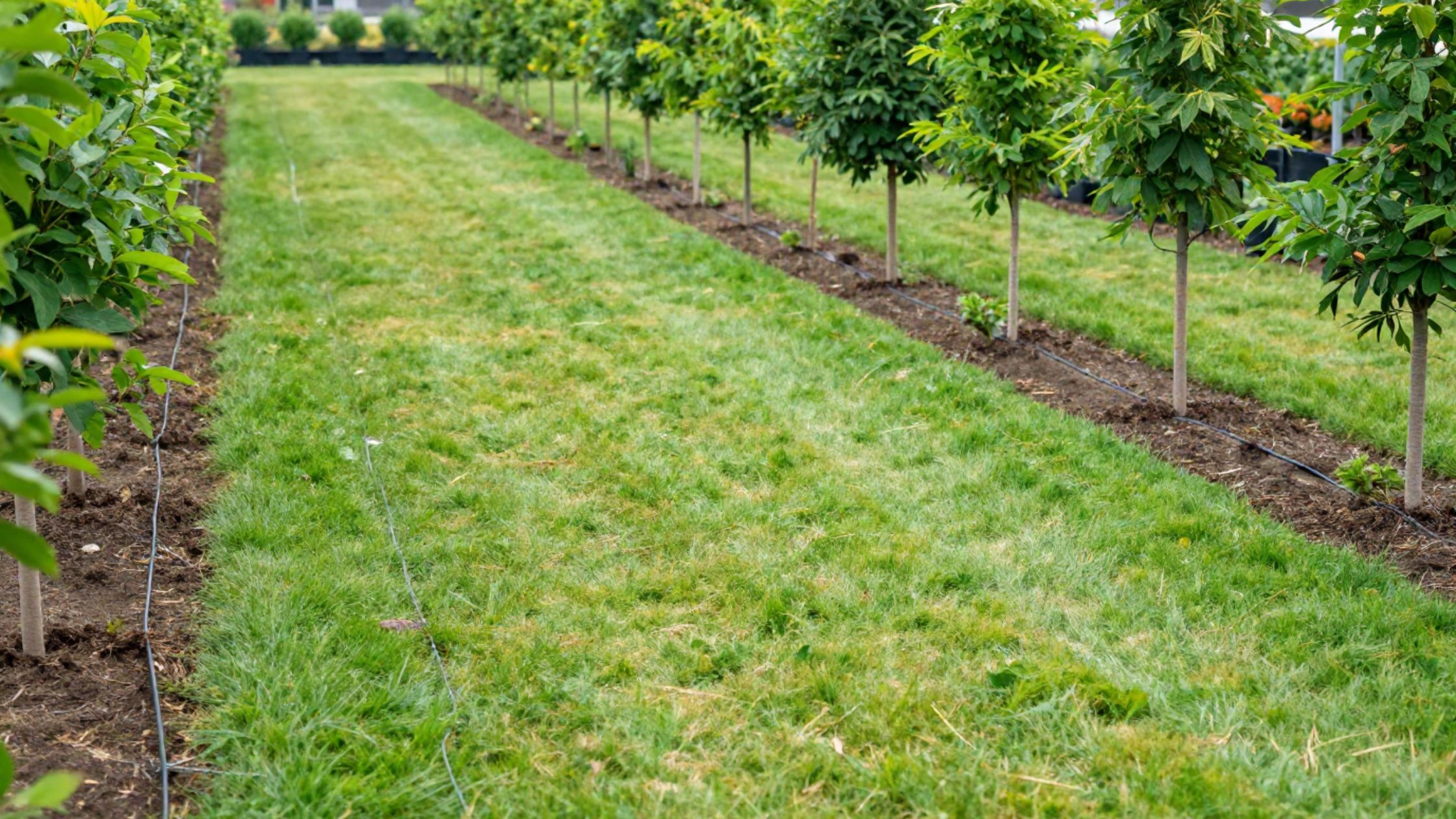Original image showing a maintained grass pathway between rows of young nursery trees, with irrigation lines running alongside the planting rows.